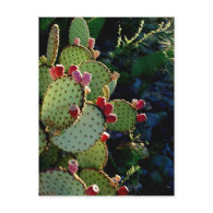 Prickly Pear Cactus Post Card