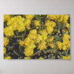 Prickly Pear Cactus posters