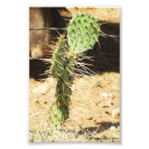 Prickly Pear Cactus Print Art Photo