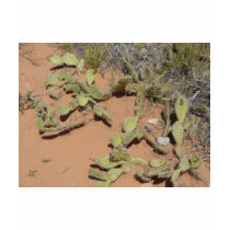 prickly pear cactus t-shirts