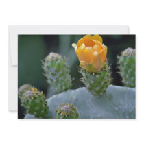 Prickly pear flower, Paphos, Cyprus  flowers Invite
