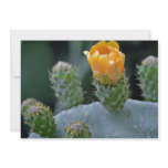 Prickly pear flower, Paphos, Cyprus  flowers Invite