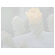 Prickly pear flower, Paphos, Cyprus  flowers Customized Letterhead