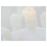 Prickly pear flower, Paphos, Cyprus  flowers Customized Letterhead