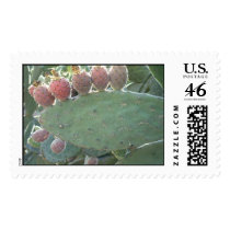 Prickly Pear fruit. postage by moxieann Prickly Pear fruit. postage