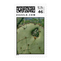 Prickly Pear postage