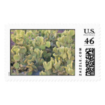 Prickly Pear postage by moxieann Prickly Pear postage