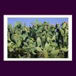 Prickly pears
