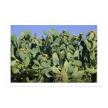 Prickly pears