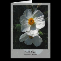 Prickly Poppy - Native Notecard cards