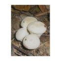Prickly Puffs Mushroom Postcard by CarolsCamera Prickly Puffs Mushroom Postcard
