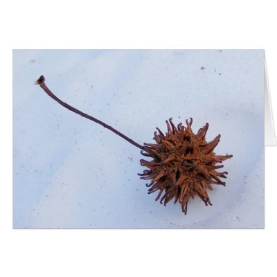 Prickly Seed ~ card by Andy2302