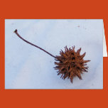 seeds, seed pods, nature, trees, snow, winter,