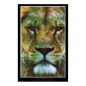 "PRIDE" African Lion Poster Print by RavenSpiritPrints "PRIDE" African Lion Poster Print