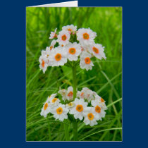 Prim Rose Greeting Card cards