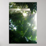 PRIMAL posters