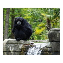 Primate and Waterfall Poster