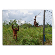 Primate Hot Pursuit cards