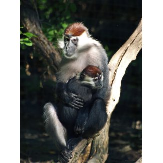 Primate Mom And Baby Poster print