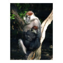 Primate Mom And Baby Poster posters by FNolan Primate Mom And Baby Poster posters
