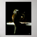 Primate Poster