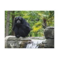 Primate & Waterfall Post Card