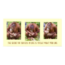 Primates & Peanuts: the secret to success posters by Rebecca_Reeder Primates & Peanuts: the secret to success posters