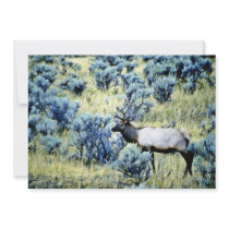 Prime Bull Elk - Yellowstone National Park Announcement