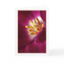Prime of Life cards by nighty Prime of Life cards