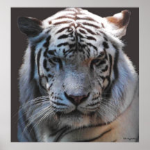 Primer blanco del tigre poster