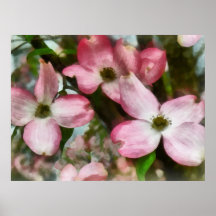 Primer rosado del Dogwood Poster