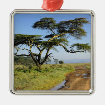 Primitive dirt road and acacia tree, Lake Nakuru Ornament