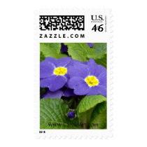"Primrose Blue" postage