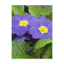 "Primrose Blue" postcards