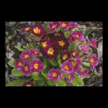 Primrose Canvas Print posters