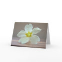 Primrose cards