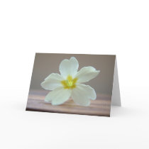 Primrose cards