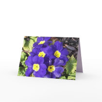 Primrose cards