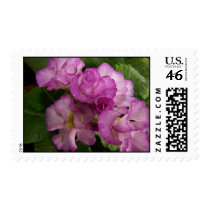 Primrose Delight Flower Postage Stamp