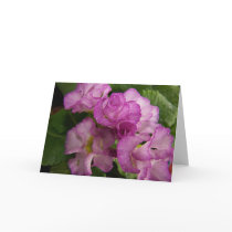 Primrose Delight Greeting Card