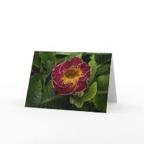 Primrose Flower Greeting Card