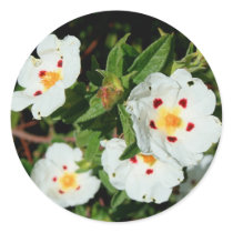 Primrose Flowers Sticker