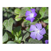 Primrose Jasmine Flower posters by TranquilityPhoto Primrose Jasmine Flower posters