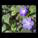 Primrose Jasmine Flower posters