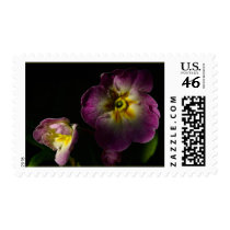Primrose postage