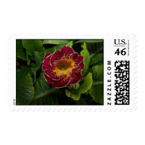 Primrose Postage Stamp