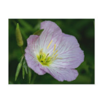Primrose Postcard