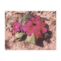 Primrose postcards
