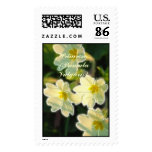 Primrose (Primula Vulgaris) stamps
