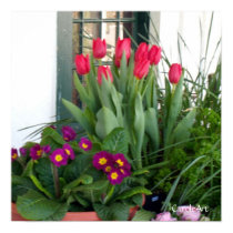 Primrose Tulips Window posters by CaroleArt Primrose Tulips Window posters